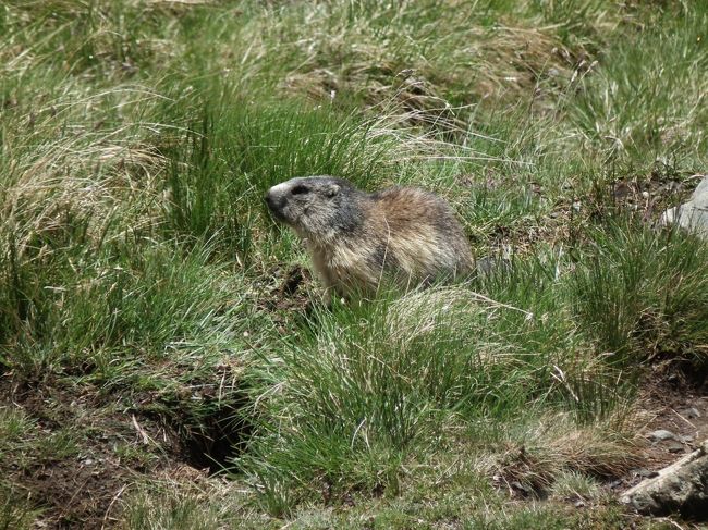 　三年前のヨセミテ、一昨年のスイスに引き続いて三回目のマーモットとの遭遇です。結構何匹かがこの辺り一帯の南斜面には生息していて、峠の向こう側に降りていっている間にも、バスの中のあちこちから「あ、マーモットだ！」という声が上がります。