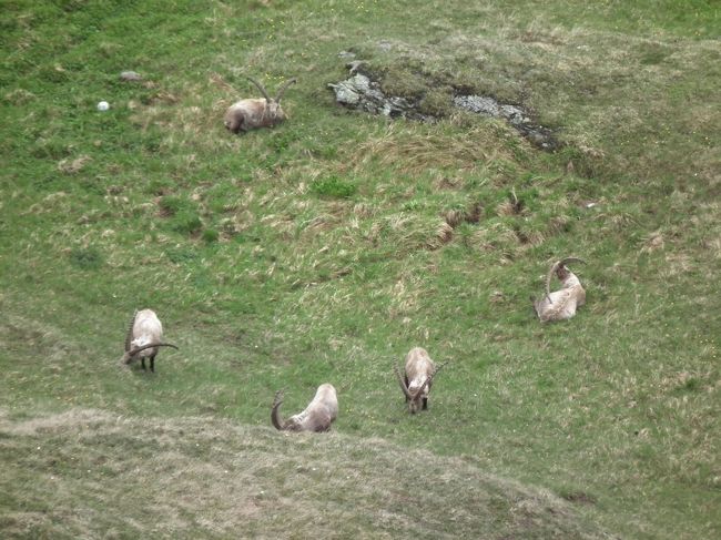 　この辺りで飼育しておられる方がいるのかどうか知りませんが、展望台から眼下を見下ろすと、こんな具合に約10頭ほどのシュタインボックが草をはんでおります。スイスではあんなに殆ど見ることができなかったというのに、であります。