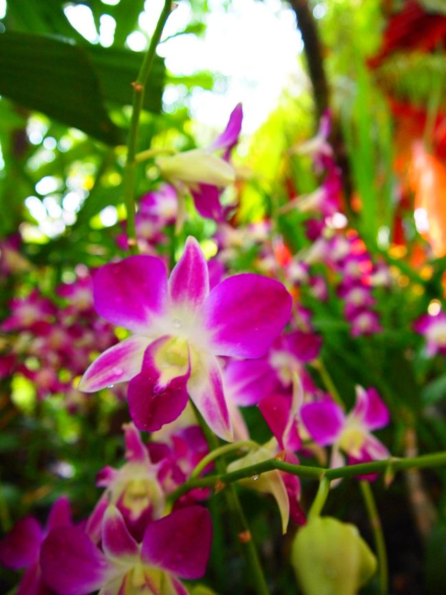 展示を一通り見た後は屋上へ。<br /><br />屋上にはキレイな蘭の花や、日本では見たことのない植物等で「え？ここ、屋上！？」と思うほど緑にあふれてました。<br /><br />…にしても、蘭の花多いな〜と思っていたんですが、シンガポールの国花だからなんですね…！！納得！！！！！