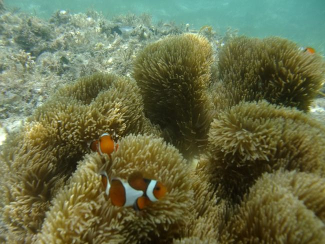 クマノミが居ました。<br />シュノーケルはダイビングと違って気に入ったポイントに停滞できるので好きです。