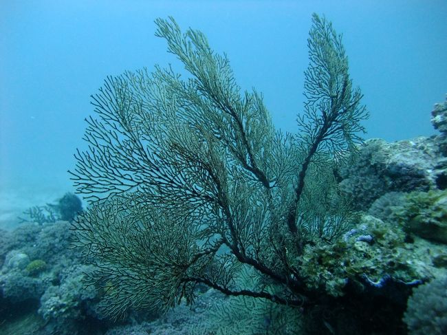 ダイビング開始です。<br />１１ヶ月間ダイビングをしていなかっただけなのに１本目はリフレッシュダイビングを強制させられ、カメラも持たせてもらえず講習でほとんど終わってしまいました。こういう待遇は初めてでとても残念ですが安全のためとお店の決まりなので仕方ありません。<br /><br />写真は気を取り直して２本目です。