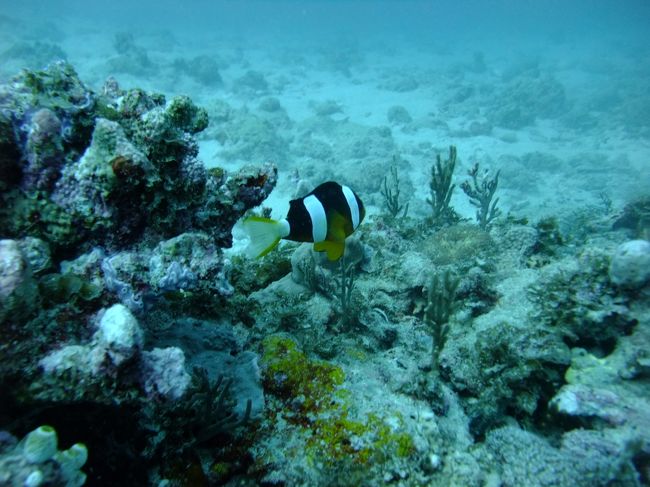 特にインパクトの無いポイントだったのですがダイビングが出来ただけで満足です。