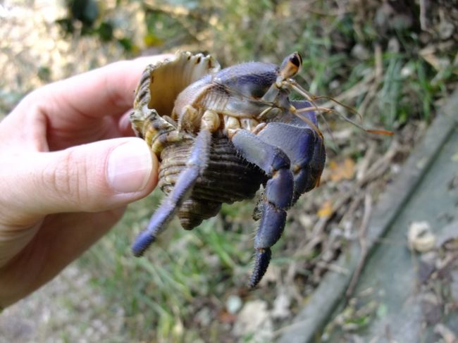 阿嘉島のヒズシビーチに行く途中の山道で大量の青いヤドカリを発見しました。大きいですね。<br />地面に返したときゴロゴロゴロ〜っと地面を転がって下のほうに行ってしまいました。一生懸命ここまで登ってきたのに振り出しに戻してしまいヤドカリさんすいません。