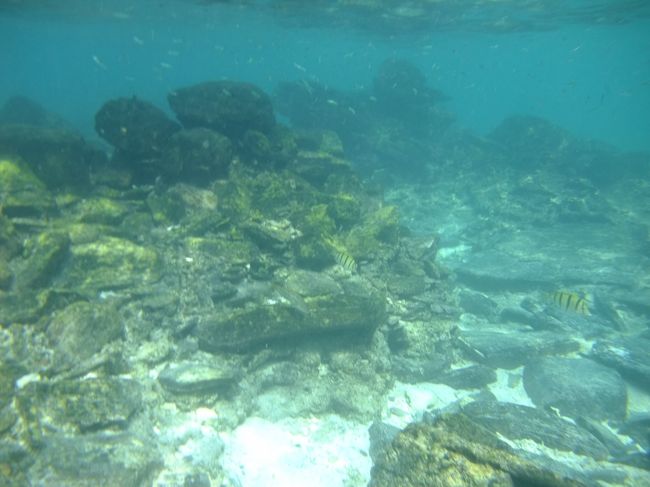 水中はこんな感じです。<br />あまり見えないので他の場所を期待して移動しました。