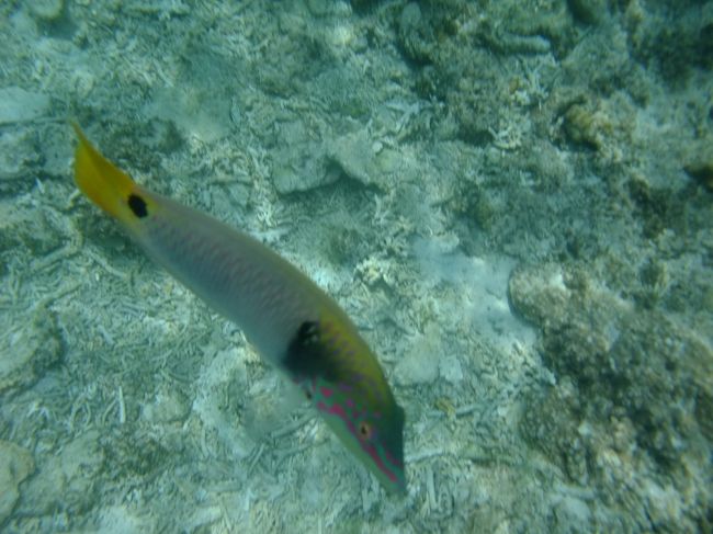 人慣れしているのか分かりませんが魚が近くまで寄ってきました。