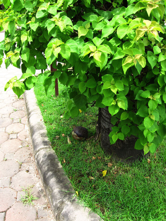 HOTEL左手の道を歩いてる途中、屋台を出していた女性が私に向かって何かを叫んだ途端、頭の上から勢いよく椰子の実が降ってきて、目と鼻の先に落下。<br />これ直撃してたら死ぬんじゃない…？<br />女性はケラケラ笑うけど、私は心臓が止まるかと思った…。