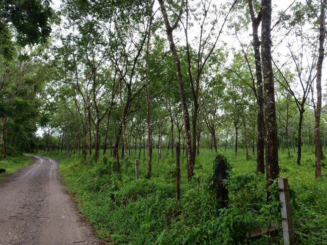 小雨と風を切りながら走る！