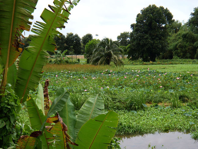 その頃、夫は田舎道を走行中。