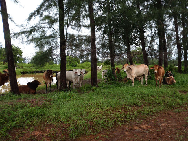 途中、野良牛の集団を見かけたりも。