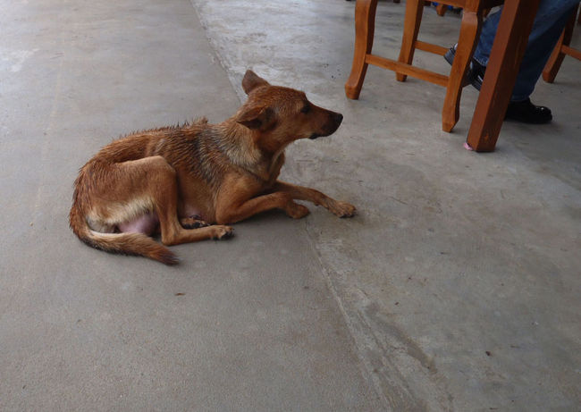 ちょこんと椅子のそばで待つ犬。