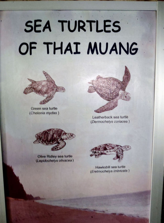 お腹も満足したところで、再び自転車に乗る。<br />食事をした場所から少し走ったところにあるのは“Sea Turtles Sanctuary”という海ガメのための保護施設。