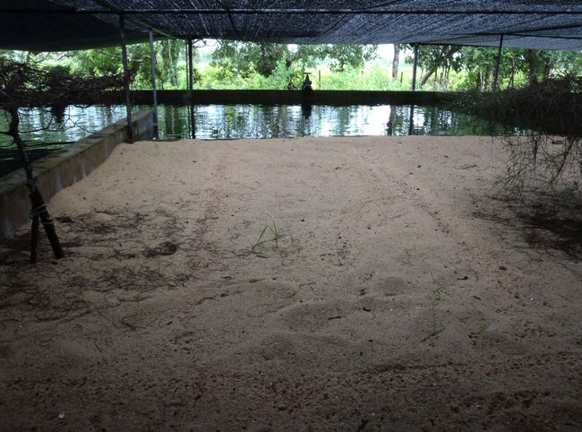 産卵できる場所や…