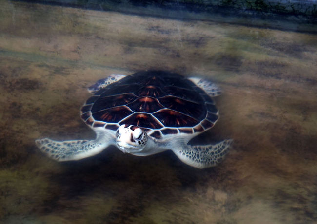 保護された海ガメ達が暮らす、大きなプールがある。