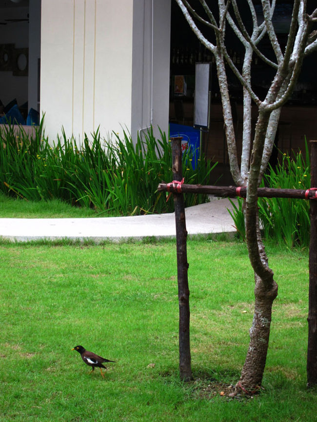 １階に降りると、プール脇の芝生に小鳥を発見。<br />この鳥、プーケット島内でよく見かける。