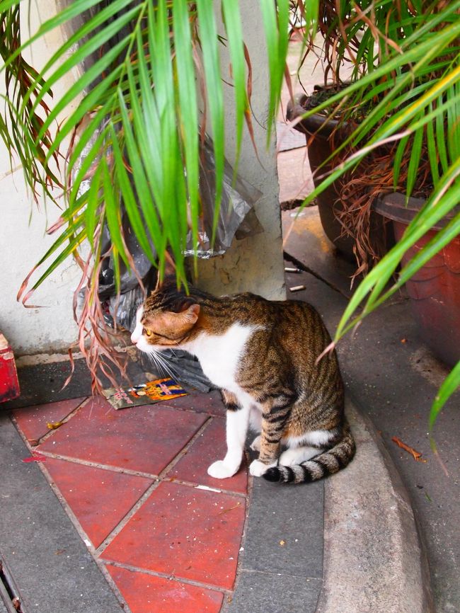 おぉ！猫発見！！<br />人慣れしてるせいか、カメラ向けても全然逃げなかった。