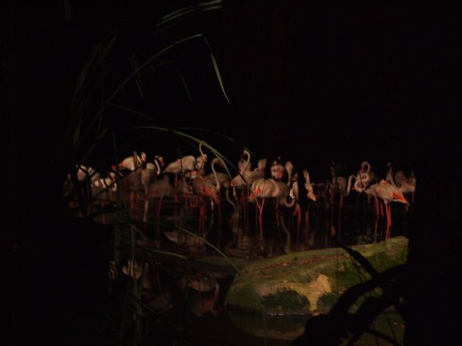 フラッシュ厳禁なので、ほぼ撮影できず…！<br />しようと思ってもトラムがほぼ動きっぱなしなので、ぶ　れ　る　… ！　！<br />そんな中、かろうじて撮れたフラミンゴ。