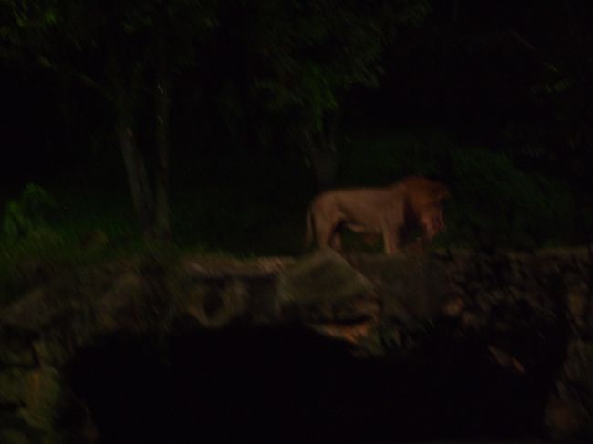 かろじて撮れた写真その②ライオン