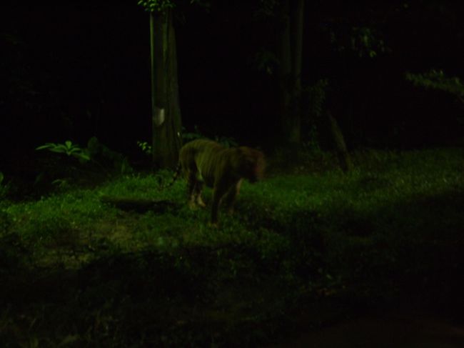 これはトラム降りて、園内を歩いて回っている時に撮った虎。<br />ただ、ここもフラッシュ厳禁なのでやはりキレイに撮れず。