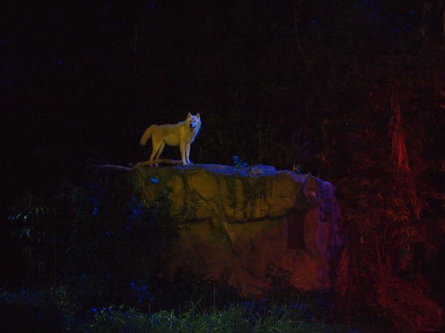 ショーの詳細については割愛します。<br />これから見に行かれる方が詳しく知ってしまっても面白くないでしょうし…。<br />何枚か写真だけ載せておきます〜。<br /><br />結構上手に撮れたオオカミさん。