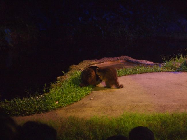 アライグマ…だったかなぁ…。<br />ラスカル（違<br /><br />ショーを見終え、最後はSちゃん家族にホテルまで送ってもらいました。あばばばばば…！！<br />本当こんなにしてもらっていいんだろうか…！！<br />※しかし、この後さらにお世話になりっぱなしになる