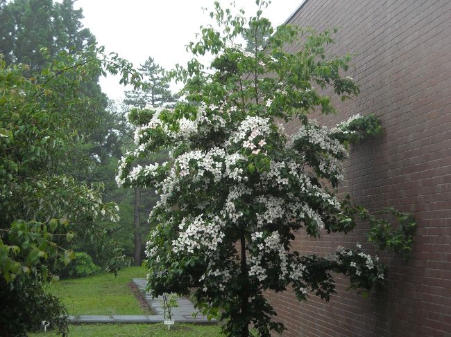 菅江真澄の研究や資料展示の中心になっている県立博物館では、展示を眺めるのに夢中で　写真を撮りませんでした。<br /><br />レストランの前で咲いていたヤマボウシです。