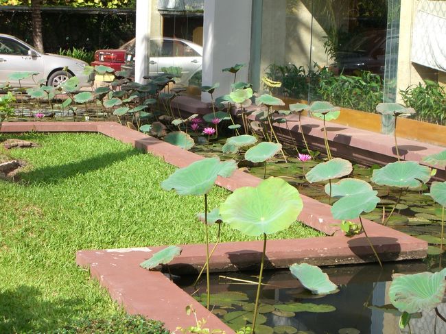 ホテル前には蓮の花がたくさん咲いてます。