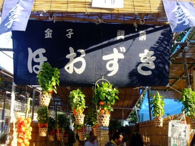 今年のほおずきは、1鉢2500円