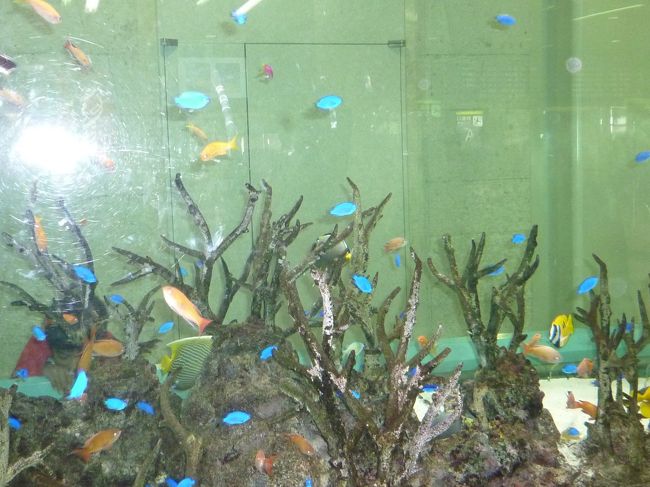 空港内の熱帯魚がお出迎え