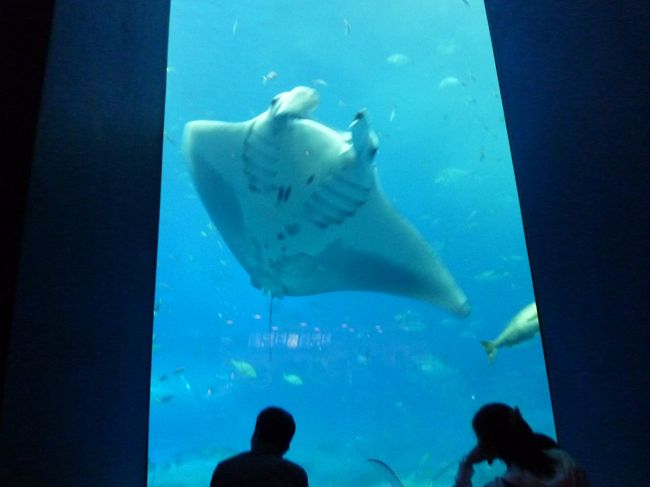 きゃ〜デカイ水槽。。。マンタだ！