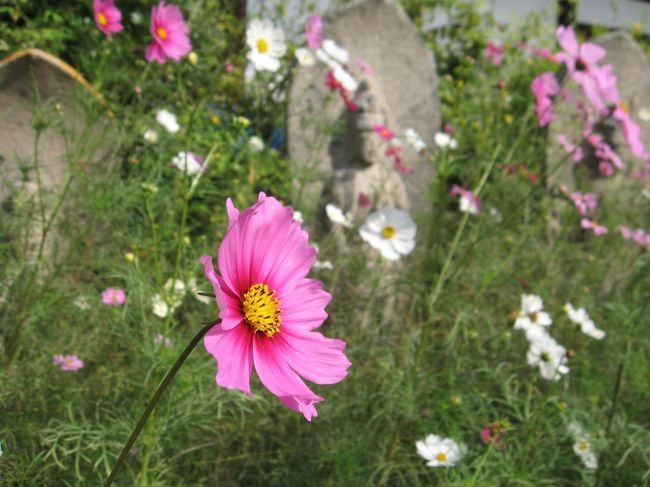 ホテルに荷物を置き、孝謙さんの行ったことのないという般若寺に行くことにしました。<br /><br />近鉄新大宮駅〜近鉄奈良駅へ。<br /><br />もちろん『奈良大和路ゆうゆうきっぷ』があるのでJR、近鉄、奈良交通バスはフリーパスです。<br /><br />近鉄奈良駅から向かい側の鋪道に渡って2番バス乗り場から<br />『青山住宅』行きのバスに乗り12分ほど。<br />『般若寺』で下車し徒歩5分。<br /><br />「コスモスの寺として奈良では有名なのよ」<br />と説明する私。<br />「へ〜〜知らなかった」<br />と言う孝謙さん。<br /><br />あらら、若い頃よく二人で奈良を歩いたのに、あまり良く覚えていない、、、知らない、、、孝謙さんでした。<br /><br />*写真は般若寺境内のコスモスに囲まれた観音石像たち。