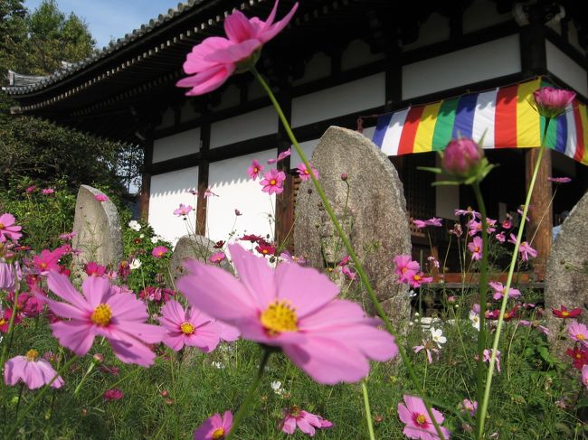 拝観料を払い(500円が拝観割引で450円になっていた)境内に入ります。<br /><br />「コスモスこれだけ〜?下関の○○公園のコスモス見てきたけどもっと咲いていて素晴らしかったわ」<br />と言う孝謙さん。<br /><br />私も負けずに<br />「昭和記念公園のコスモスの方がもっと良いわ」<br /><br />若い頃から一言チャチャを入れずにはいられない私たちは数十年たっても変わらない。<br /><br />本堂の脇には江戸時代の観音石像がずらりと並んでいます。<br />観音様のお顔のなんと穏やかなこと!<br />コスモスに囲まれて柔らかな微笑みを浮かべています。<br /><br /><br /><br />