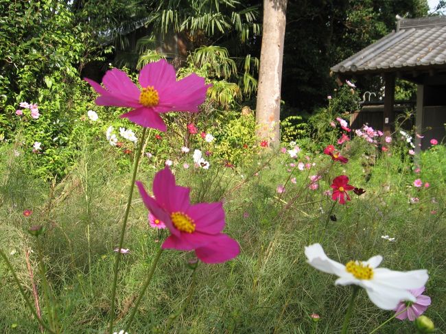 見頃過ぎていたのか実際はこの程度の咲き具合なので、しょぼいコスモス。