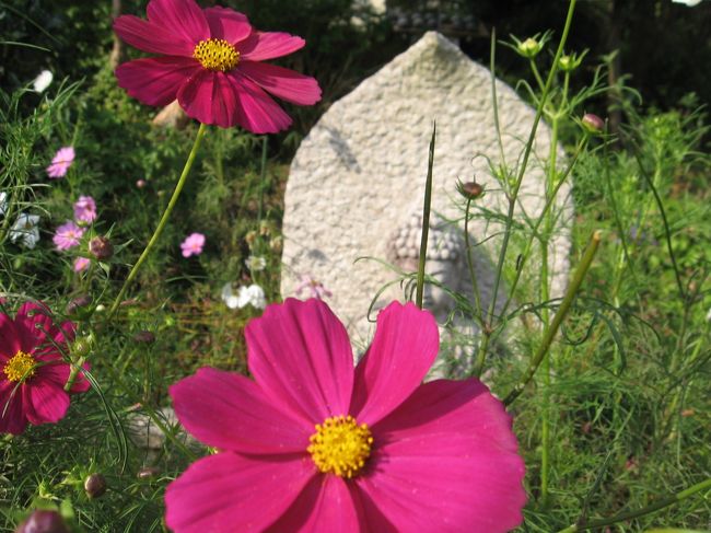 コスモスでお顔が隠れてしまったけれど、最高に可愛い石仏。