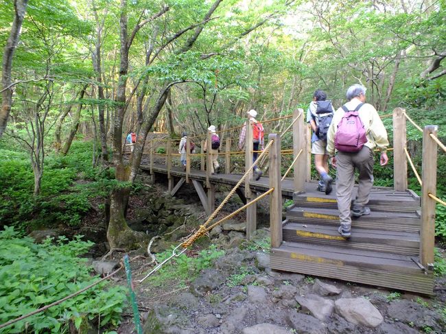 登山道はよく整備されていますが、林の中の登っているかどうか分からないほどの平坦な道を延々と歩きます。