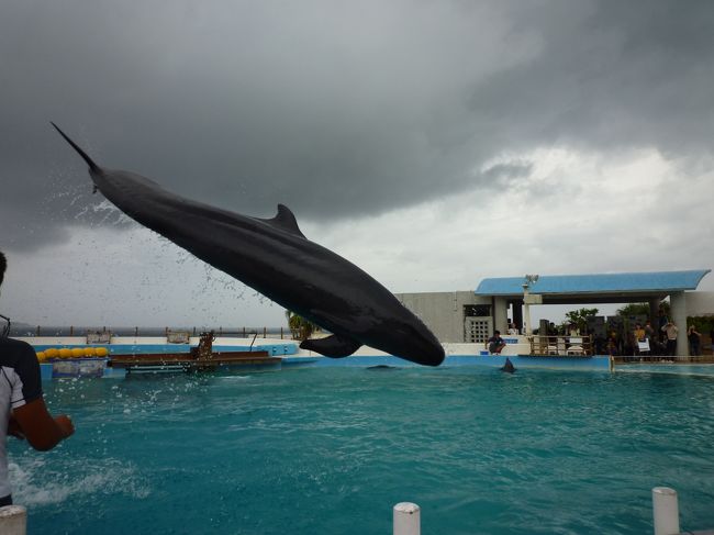 イルカのジャンプ