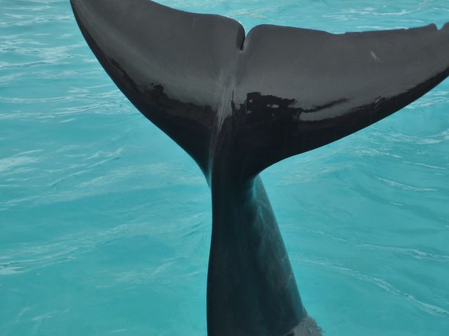 この尻尾が超カワイイ♪