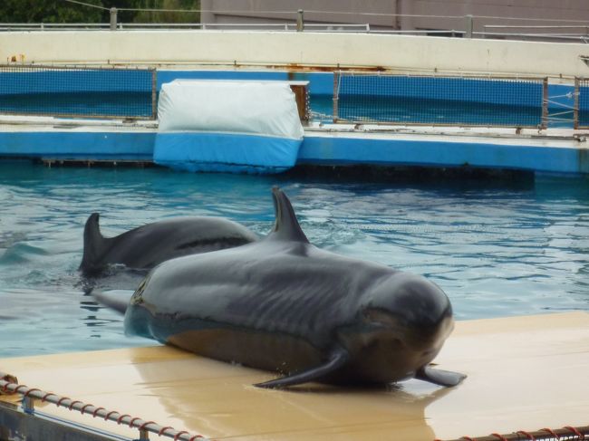 観客近くの舞台にも１匹で自力で登るシャチ君