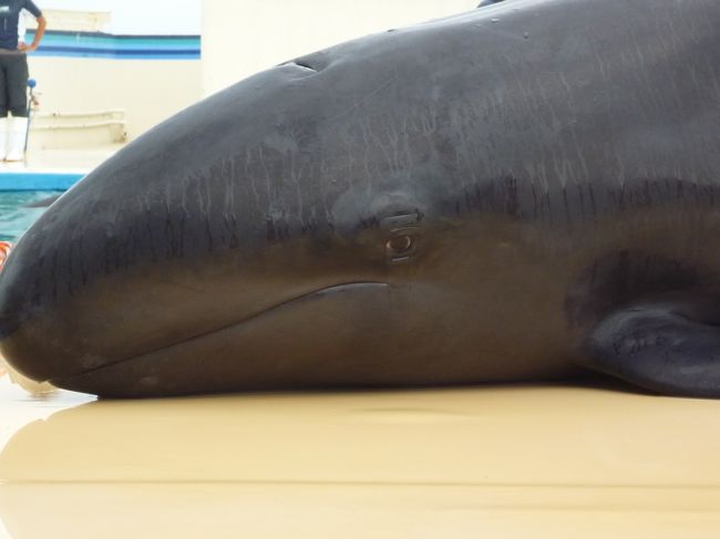 しれでも、アップのお顔が可愛い？！