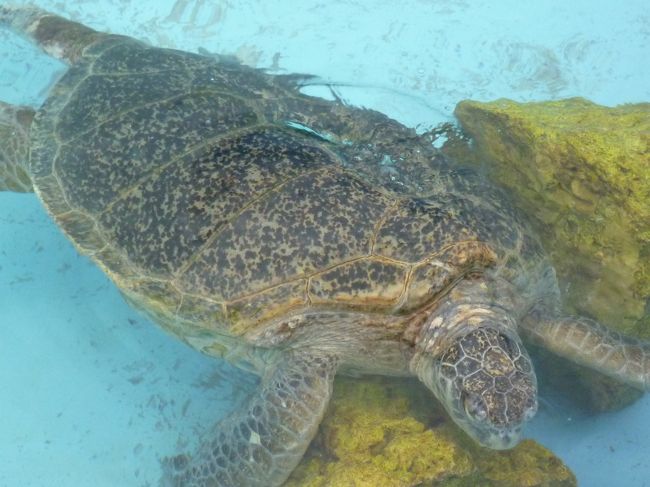 今度は亀さん、発見！<br />