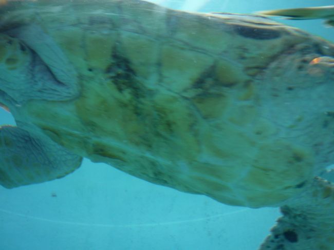 亀の顔？ドアップ！