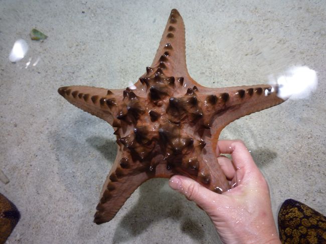 自分で触れるコーナー<br />多くなヒトデなので殆どが、怖がって触らないが。。。