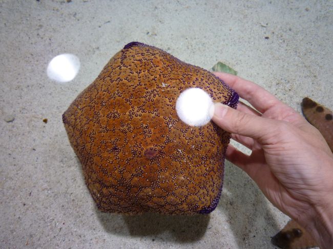 毒は無いって！