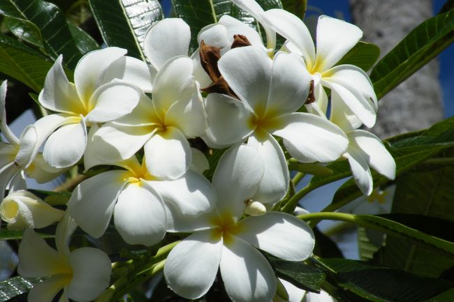 ホテルの庭には、プルメリアの木。<br />
