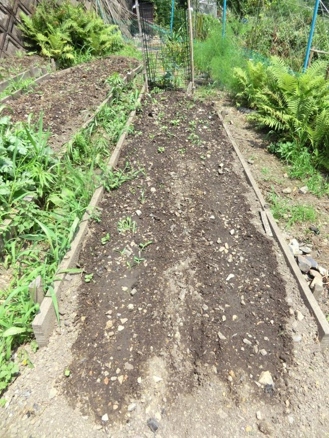 しかし今年は・・・丹波の黒枝豆が・・・芽を出しません・・・全て鳩が食べてしまいました・・・2回蒔きましたが・・・<br /><br />近くの安田先生にヘルプ・・・
