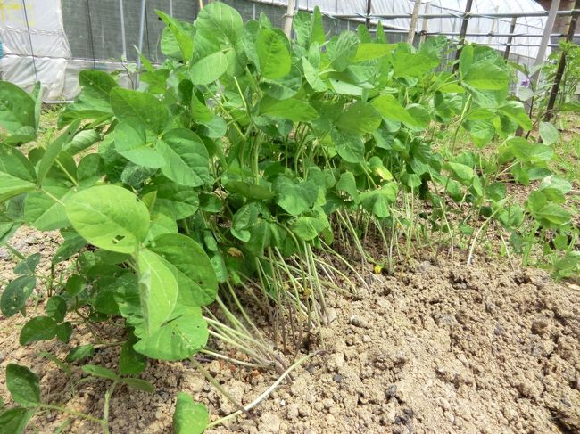 丹波枝豆の苗です・・・