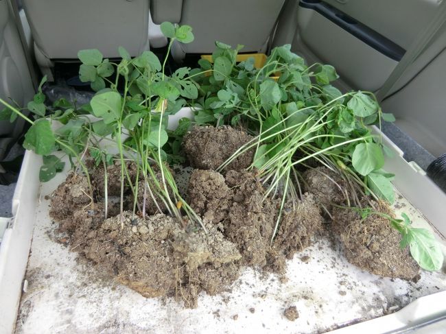 オオキニ・・頂きます・・・