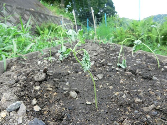 植えましたが・・・深く植えすぎました・・・　3割が枯れました・・・