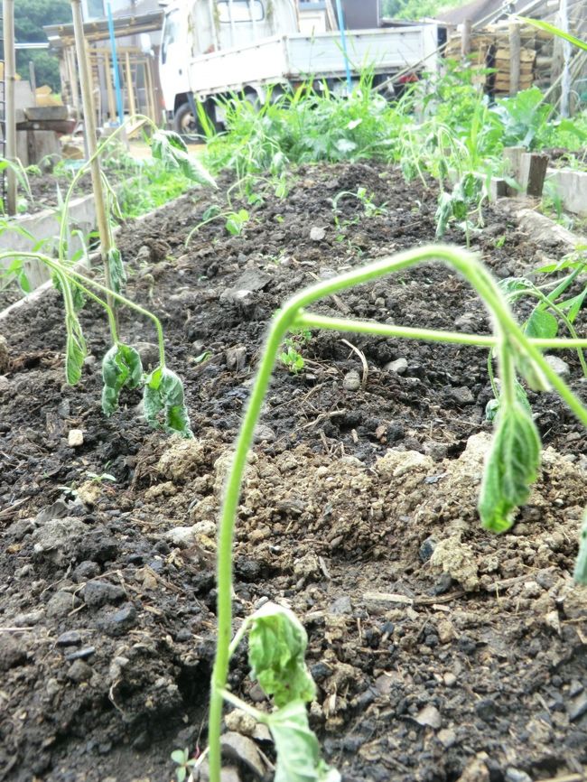 2年間は何の問題も無く育ちましたが・・・<br /><br />でも・・・双葉が2回出た後は止め新芽と言って先を切ることも必要と今回教えていただきました・・・<br /><br />私より10歳年上なのに・・・体力と精力で負けています・・・