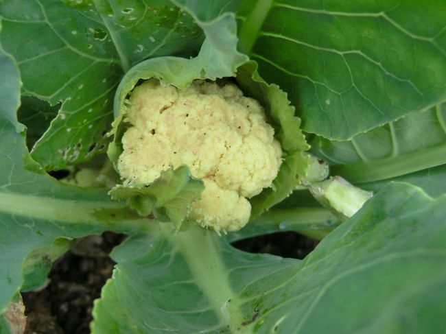 でもチェンマイのカリフラワーが・・・立派に・・・