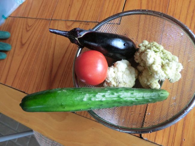 夏野菜も少し収穫・・・